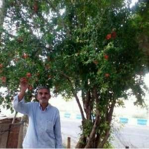 امرا... کردی