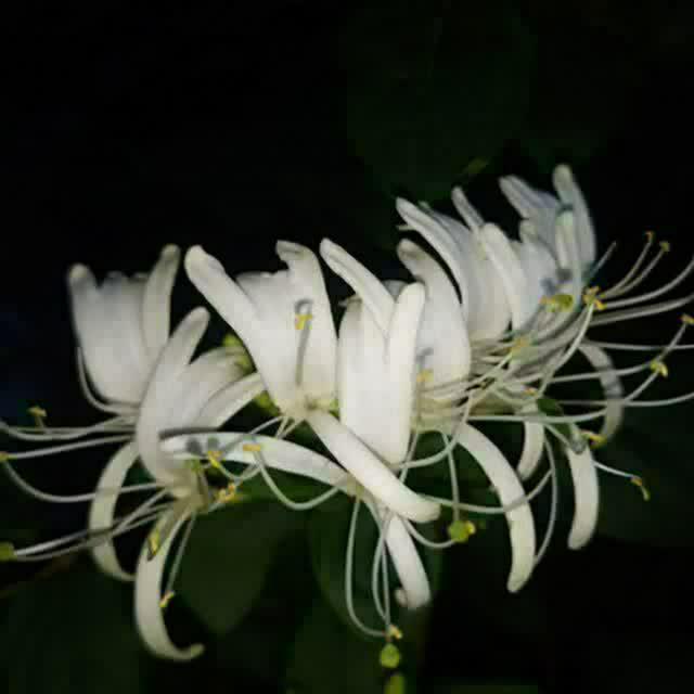 فاطمه قاسم زاده