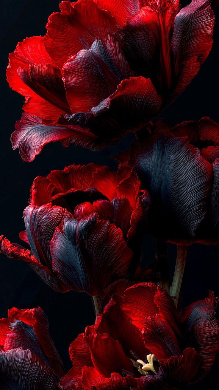 منیژه شهریاری