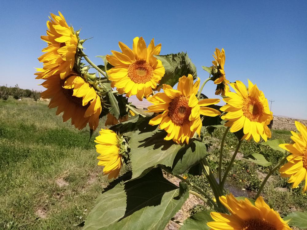 معصومه شیری داشحانه