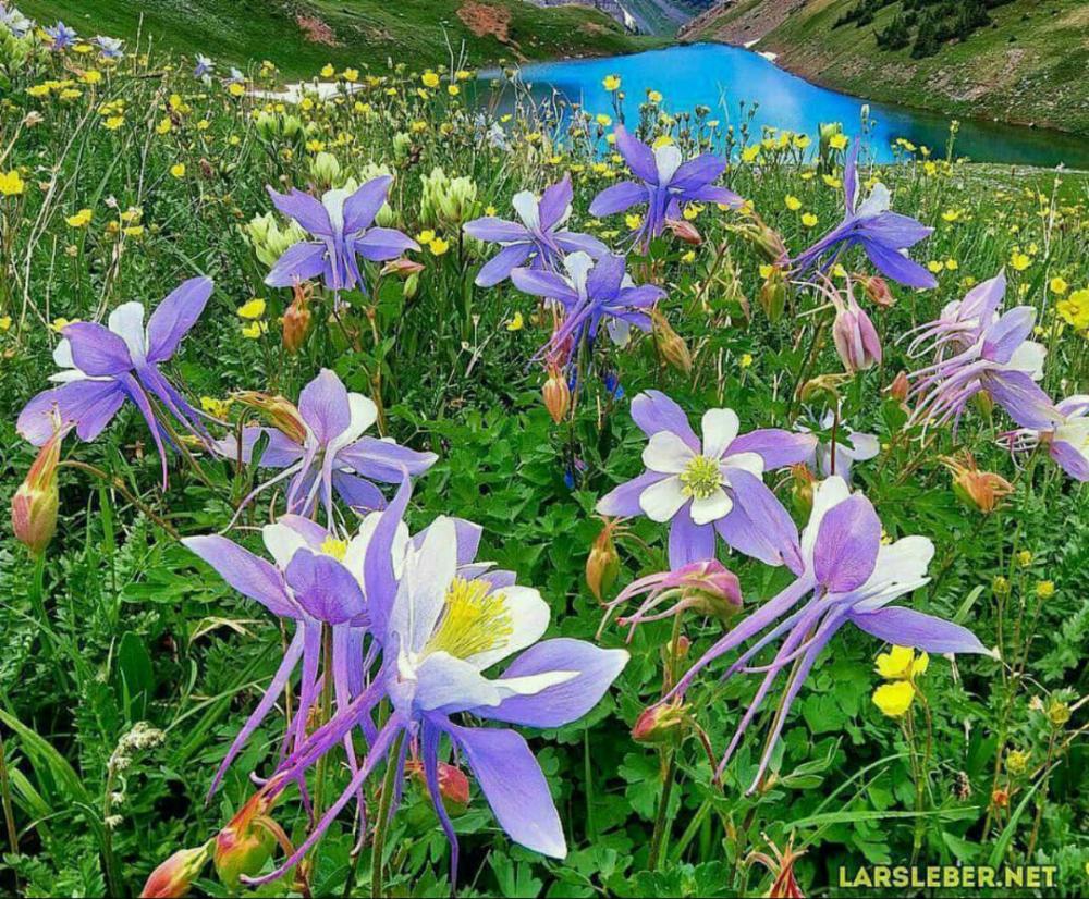 آسمانی بتول محمدیان