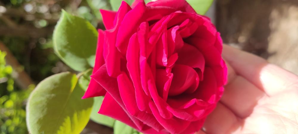 نسرین قاسمی پیر بلوطی