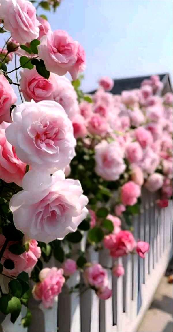فاطمه، خیری، محمدعلی، شهید حسن شیرعلی