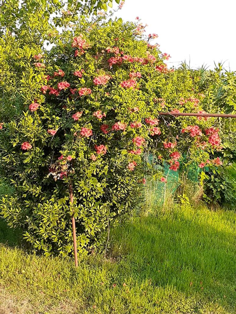 کلثوم گلستانی