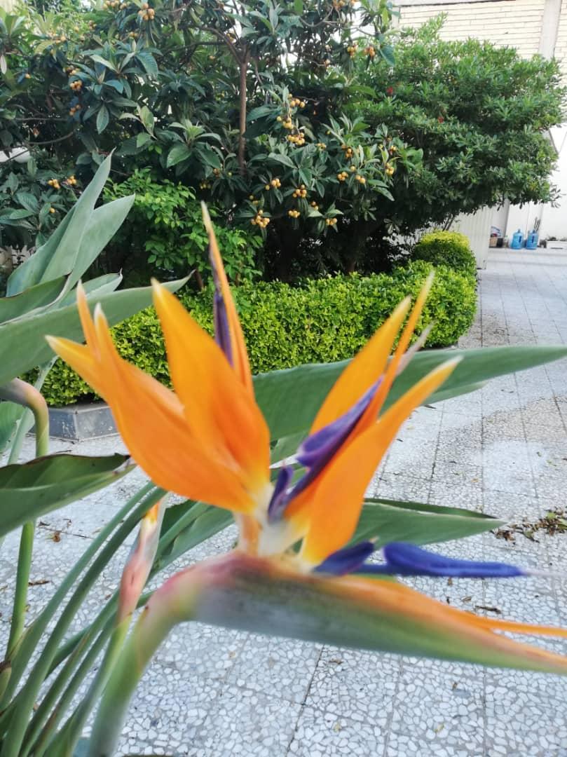 گوهرتاج راداصغرنیا
