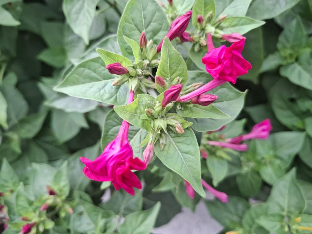 ذوالفقار نوروزی