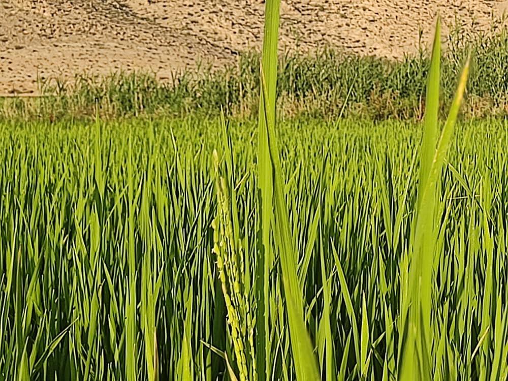 علی رفیعی سربیژن