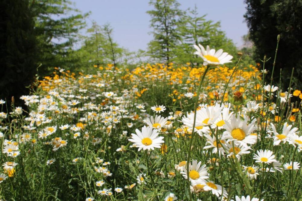 راحله (مرضیه) ناظمیان