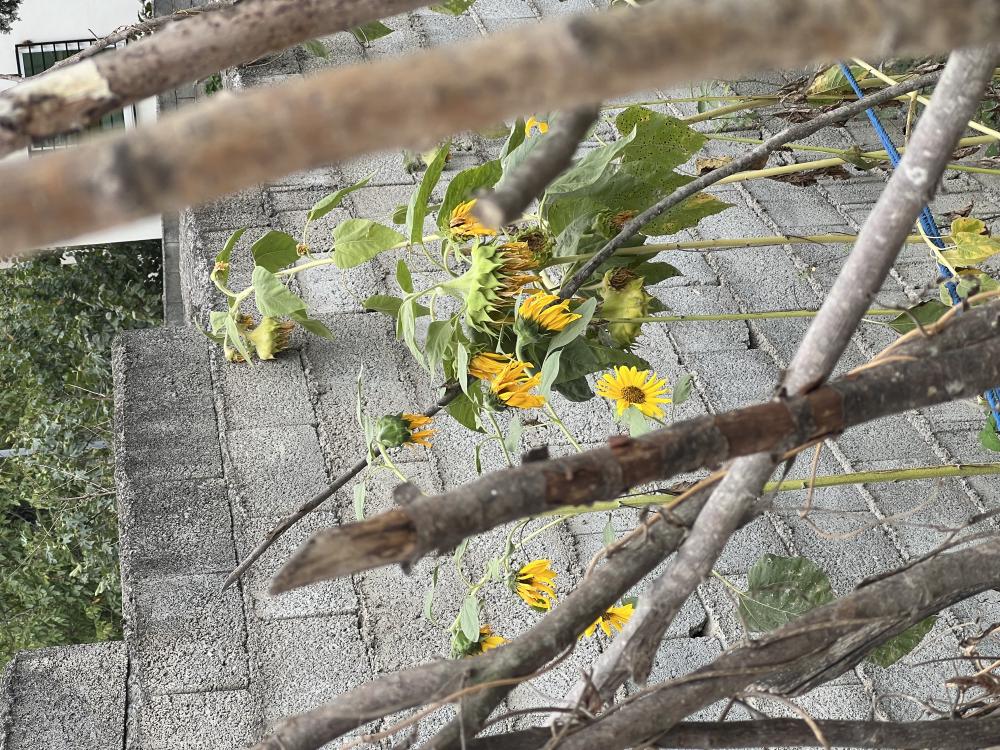 فاطمه آلا جوادی