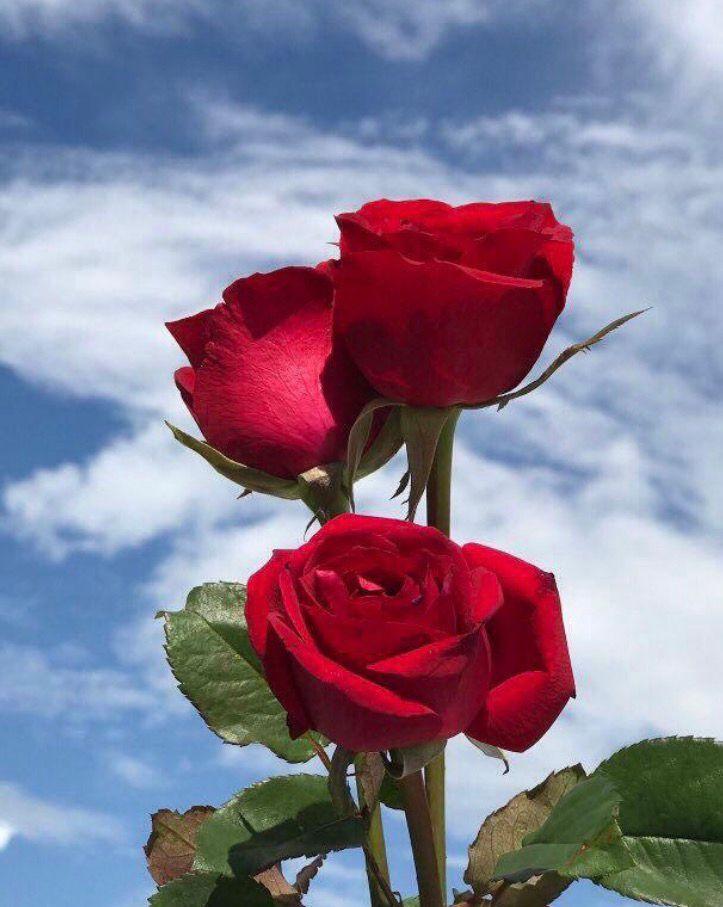 فرح آلبوفتیله