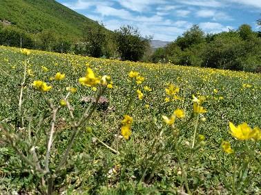 محمــد روشــن فکــــر