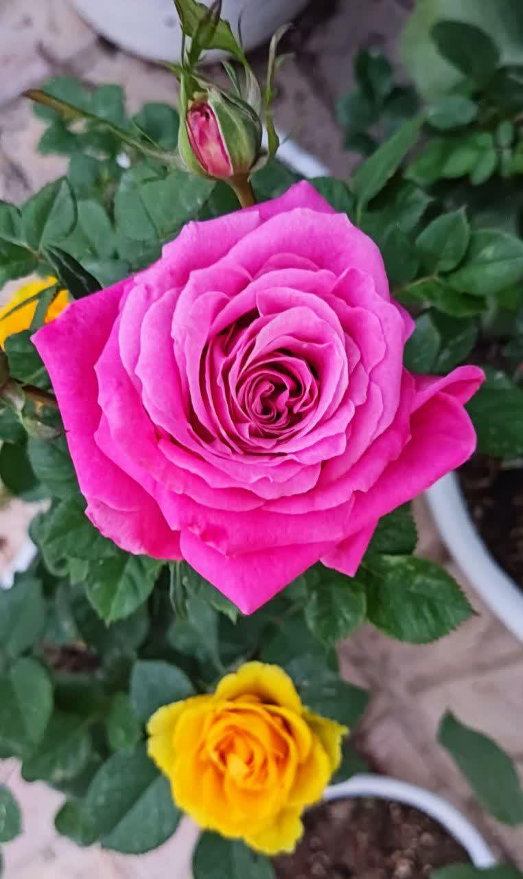 علی احمد کولیوند