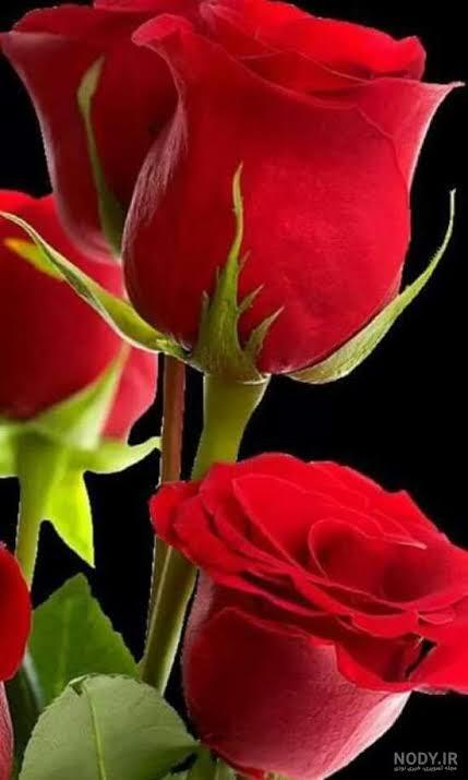 طاهره استیری