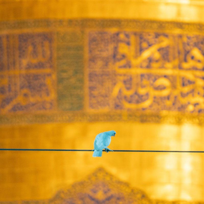 نوروز علی حیدری ترکمانی