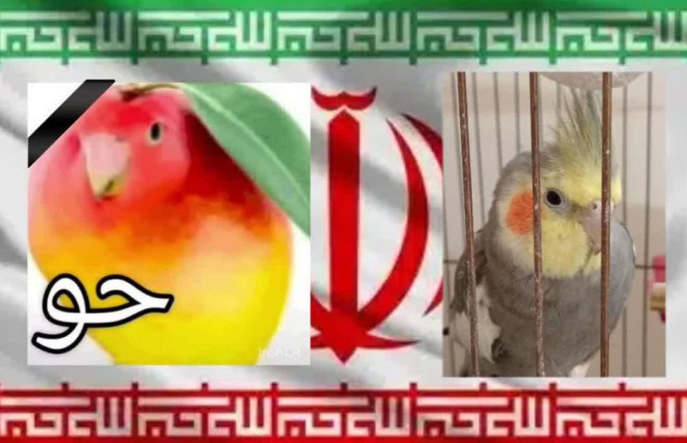 حو حوییان