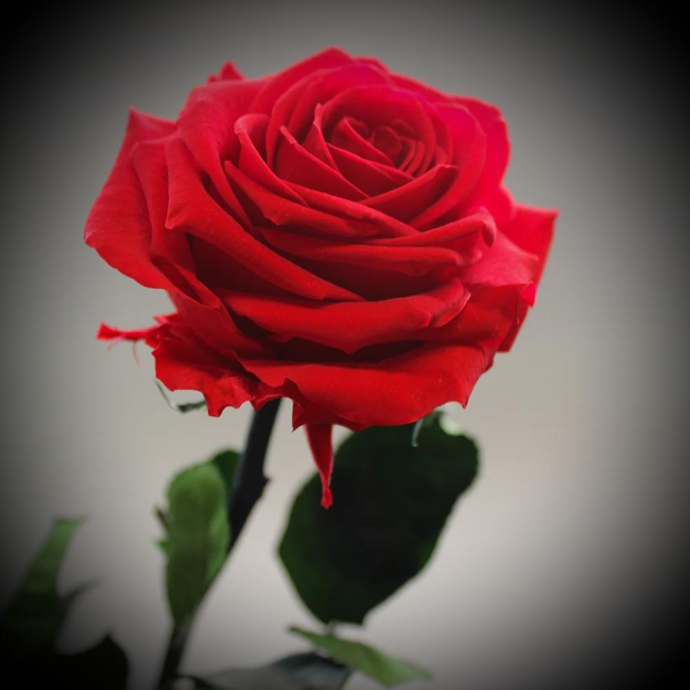 حاجیه خانم رقیه خسروی